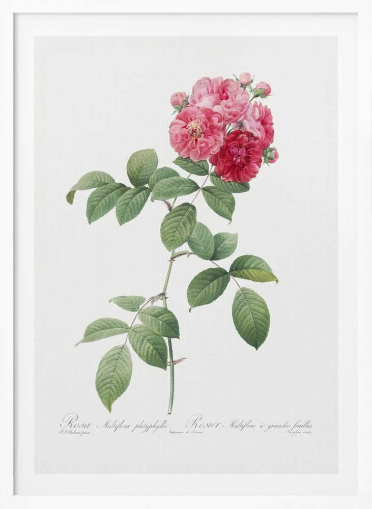 A framed vintage botanical illustration of a Rosa Multiflora platyphylla. The artwork features a single plant stem with green serrated leaves and a cluster of pink and deep red roses at the top. The background is a clean off-white, and there is cursive text at the bottom identifying the flower. Poster