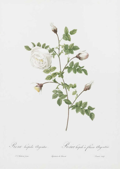 A vintage botanical illustration of a white rose stem against a stark white background, framed in black. The illustration details a single open white rose, several closed buds, and serrated green leaves. Below the plant, there is cursive script identifying the flower as 'Rosa hispida Argentea' and 'Rosier hispide a fleurs Argentees'. Print