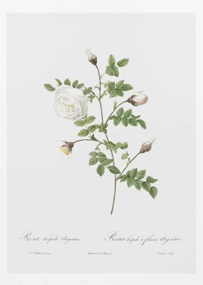 A vintage botanical illustration of a white rose stem against a stark white background, framed in black. The illustration details a single open white rose, several closed buds, and serrated green leaves. Below the plant, there is cursive script identifying the flower as 'Rosa hispida Argentea' and 'Rosier hispide a fleurs Argentees'. Print