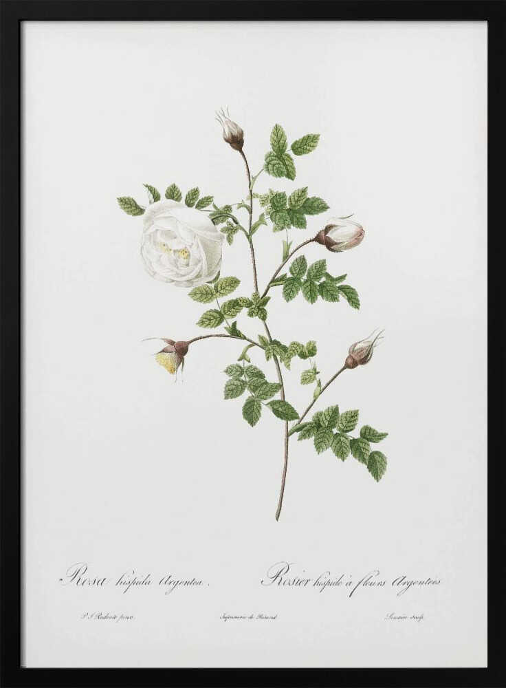 A vintage botanical illustration of a white rose stem against a stark white background, framed in black. The illustration details a single open white rose, several closed buds, and serrated green leaves. Below the plant, there is cursive script identifying the flower as 'Rosa hispida Argentea' and 'Rosier hispide a fleurs Argentees'. Print