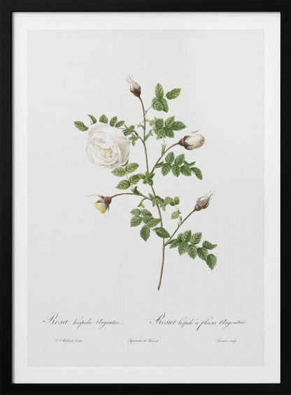 A vintage botanical illustration of a white rose stem against a stark white background, framed in black. The illustration details a single open white rose, several closed buds, and serrated green leaves. Below the plant, there is cursive script identifying the flower as 'Rosa hispida Argentea' and 'Rosier hispide a fleurs Argentees'. Print