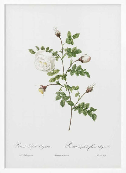 A vintage botanical illustration of a white rose stem against a stark white background, framed in black. The illustration details a single open white rose, several closed buds, and serrated green leaves. Below the plant, there is cursive script identifying the flower as 'Rosa hispida Argentea' and 'Rosier hispide a fleurs Argentees'. Print