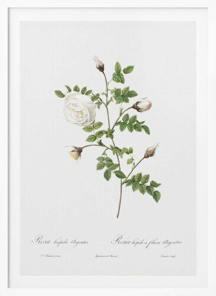 A vintage botanical illustration of a white rose stem against a stark white background, framed in black. The illustration details a single open white rose, several closed buds, and serrated green leaves. Below the plant, there is cursive script identifying the flower as 'Rosa hispida Argentea' and 'Rosier hispide a fleurs Argentees'. Print