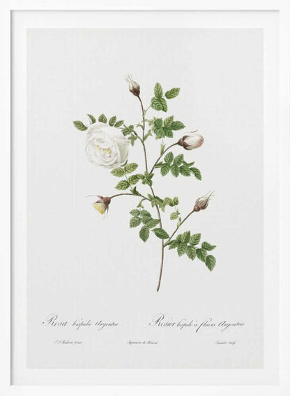 A vintage botanical illustration of a white rose stem against a stark white background, framed in black. The illustration details a single open white rose, several closed buds, and serrated green leaves. Below the plant, there is cursive script identifying the flower as 'Rosa hispida Argentea' and 'Rosier hispide a fleurs Argentees'. Print