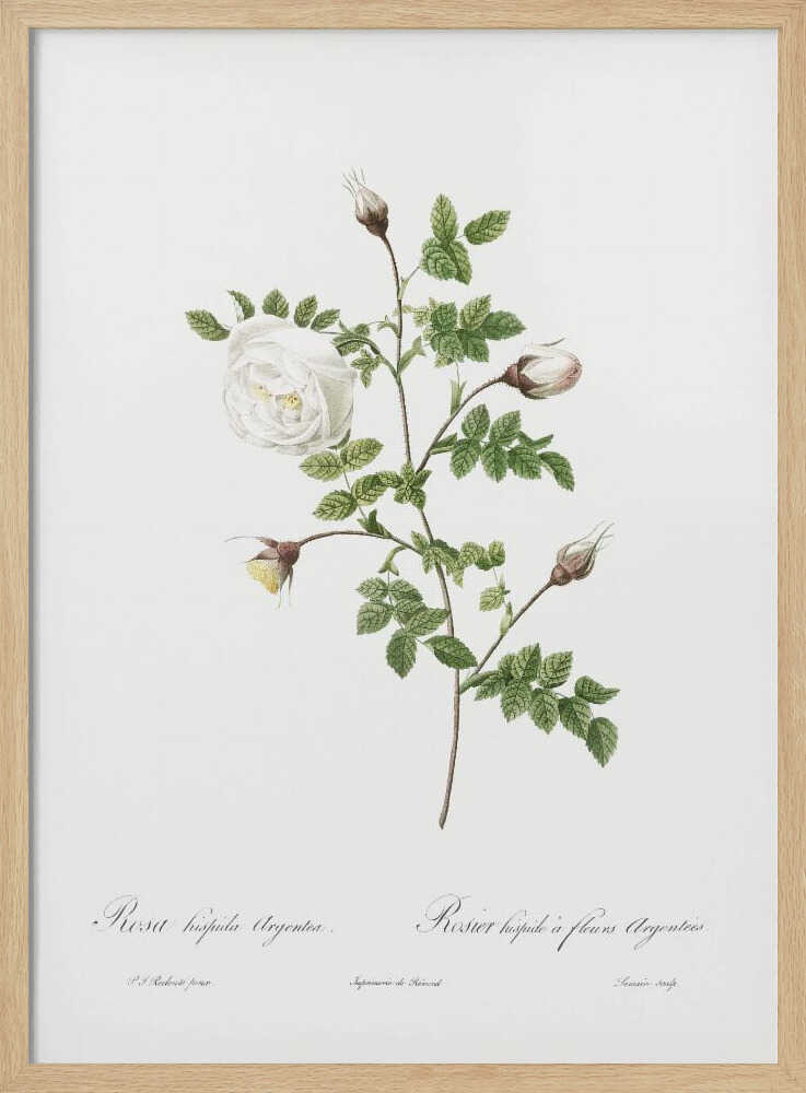 A vintage botanical illustration of a white rose stem against a stark white background, framed in black. The illustration details a single open white rose, several closed buds, and serrated green leaves. Below the plant, there is cursive script identifying the flower as 'Rosa hispida Argentea' and 'Rosier hispide a fleurs Argentees'. Print