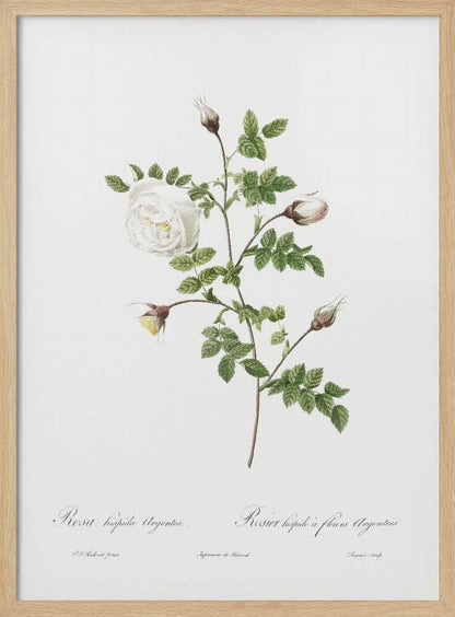 A vintage botanical illustration of a white rose stem against a stark white background, framed in black. The illustration details a single open white rose, several closed buds, and serrated green leaves. Below the plant, there is cursive script identifying the flower as 'Rosa hispida Argentea' and 'Rosier hispide a fleurs Argentees'. Print