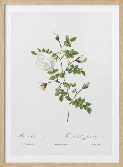 A vintage botanical illustration of a white rose stem against a stark white background, framed in black. The illustration details a single open white rose, several closed buds, and serrated green leaves. Below the plant, there is cursive script identifying the flower as 'Rosa hispida Argentea' and 'Rosier hispide a fleurs Argentees'. Print
