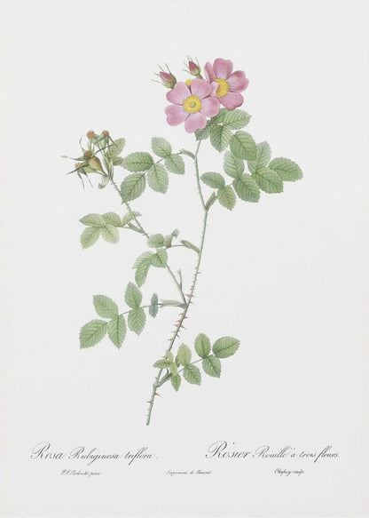 A vintage botanical illustration of a Rosa Rubiginosa, or sweet briar rose, with pink and yellow flowers and thorny green stems, set against a white background and enclosed in a black frame. Cursive text is visible at the bottom. Poster
