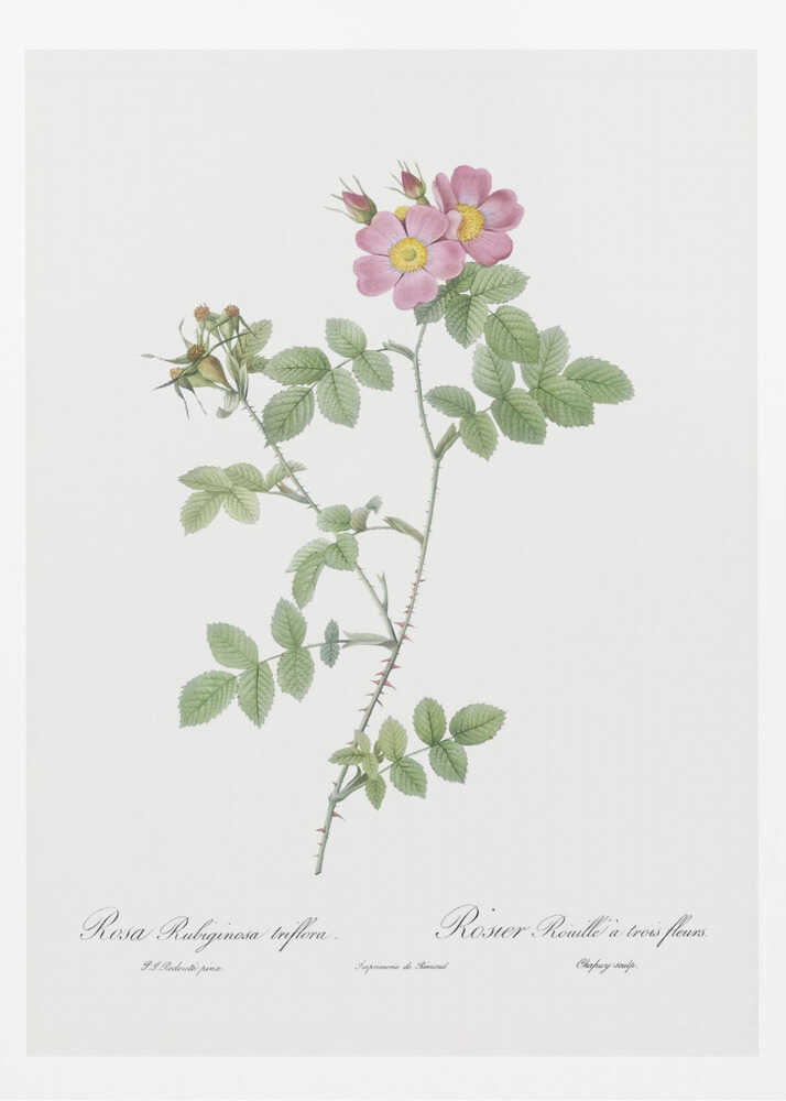 A vintage botanical illustration of a Rosa Rubiginosa, or sweet briar rose, with pink and yellow flowers and thorny green stems, set against a white background and enclosed in a black frame. Cursive text is visible at the bottom. Poster