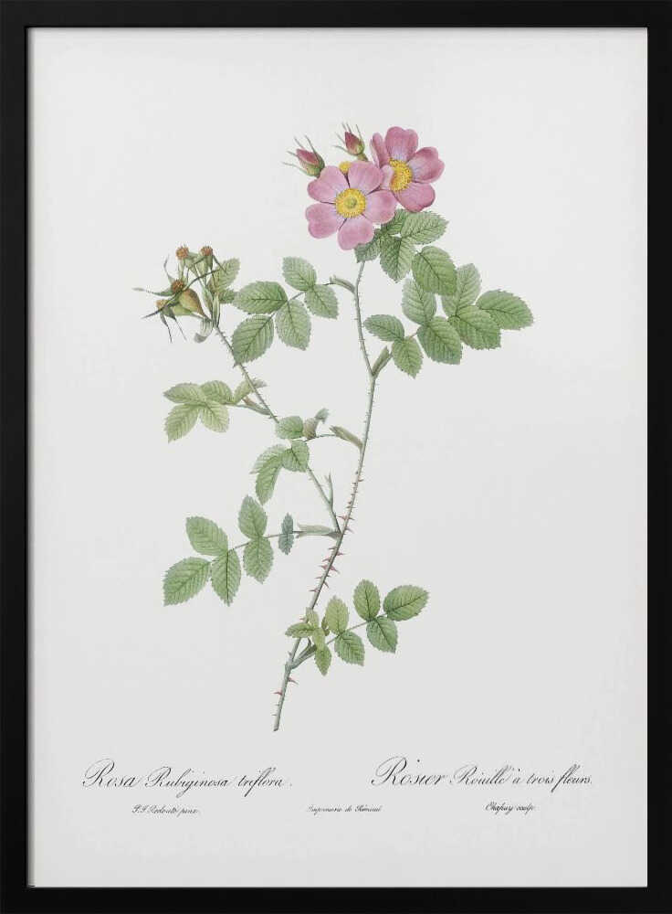 A vintage botanical illustration of a Rosa Rubiginosa, or sweet briar rose, with pink and yellow flowers and thorny green stems, set against a white background and enclosed in a black frame. Cursive text is visible at the bottom. Poster