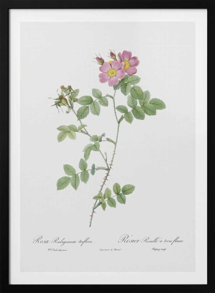 A vintage botanical illustration of a Rosa Rubiginosa, or sweet briar rose, with pink and yellow flowers and thorny green stems, set against a white background and enclosed in a black frame. Cursive text is visible at the bottom. Poster