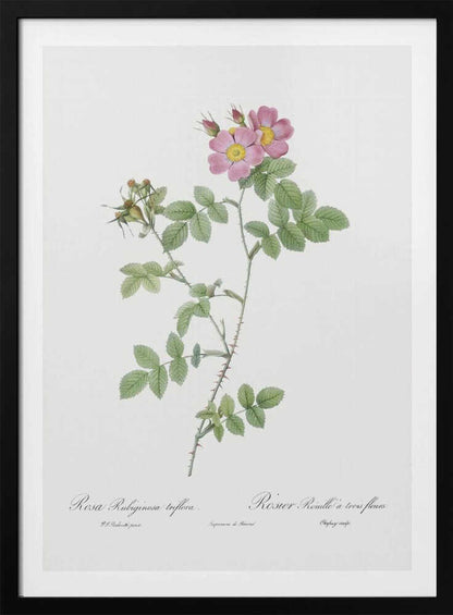 A vintage botanical illustration of a Rosa Rubiginosa, or sweet briar rose, with pink and yellow flowers and thorny green stems, set against a white background and enclosed in a black frame. Cursive text is visible at the bottom. Poster