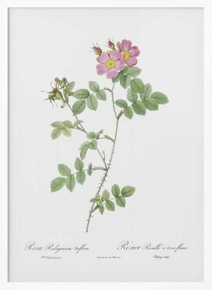 A vintage botanical illustration of a Rosa Rubiginosa, or sweet briar rose, with pink and yellow flowers and thorny green stems, set against a white background and enclosed in a black frame. Cursive text is visible at the bottom. Poster