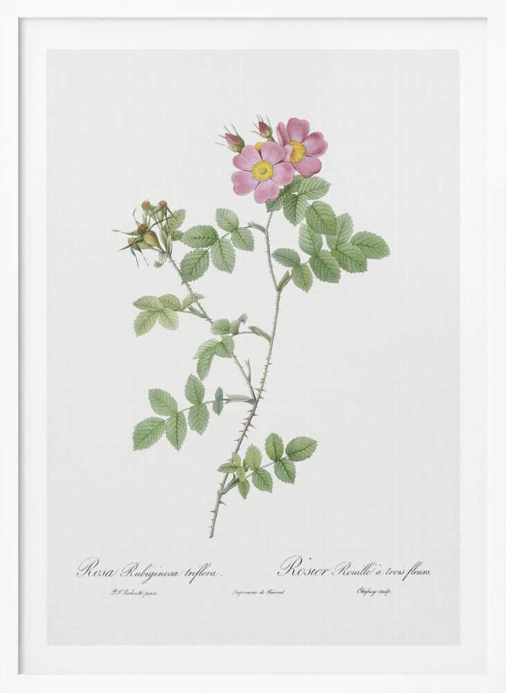 A vintage botanical illustration of a Rosa Rubiginosa, or sweet briar rose, with pink and yellow flowers and thorny green stems, set against a white background and enclosed in a black frame. Cursive text is visible at the bottom. Poster