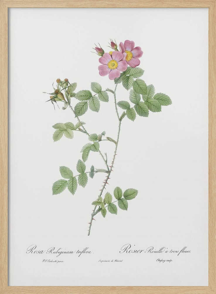 A vintage botanical illustration of a Rosa Rubiginosa, or sweet briar rose, with pink and yellow flowers and thorny green stems, set against a white background and enclosed in a black frame. Cursive text is visible at the bottom. Poster