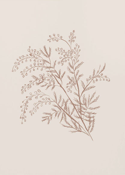 A minimalist botanical illustration of a delicate plant sprig with feathery leaves and small berries, rendered in reddish-brown ink on a light beige background, presented in a simple black frame. Print