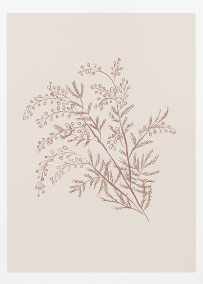 A minimalist botanical illustration of a delicate plant sprig with feathery leaves and small berries, rendered in reddish-brown ink on a light beige background, presented in a simple black frame. Print