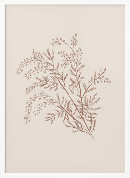 A minimalist botanical illustration of a delicate plant sprig with feathery leaves and small berries, rendered in reddish-brown ink on a light beige background, presented in a simple black frame. Print