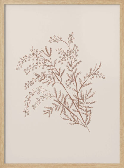 A minimalist botanical illustration of a delicate plant sprig with feathery leaves and small berries, rendered in reddish-brown ink on a light beige background, presented in a simple black frame. Print