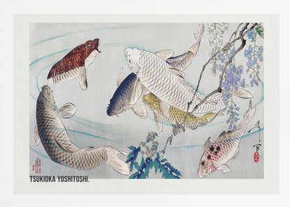 A framed Japanese woodblock print by Tsukioka Yoshitoshi featuring several colorful koi fish swimming in light blue water. A branch with purple wisteria flowers dangles from the top right corner, and the artist's signature is visible. Decor
