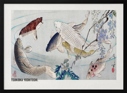 A framed Japanese woodblock print by Tsukioka Yoshitoshi featuring several colorful koi fish swimming in light blue water. A branch with purple wisteria flowers dangles from the top right corner, and the artist's signature is visible. Decor
