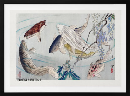 A framed Japanese woodblock print by Tsukioka Yoshitoshi featuring several colorful koi fish swimming in light blue water. A branch with purple wisteria flowers dangles from the top right corner, and the artist's signature is visible. Decor
