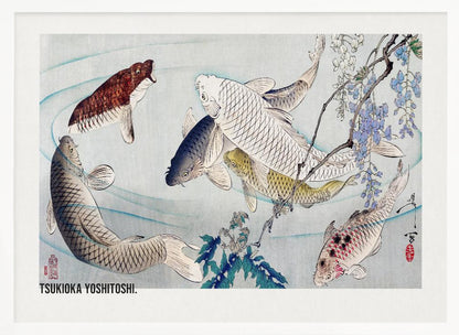 A framed Japanese woodblock print by Tsukioka Yoshitoshi featuring several colorful koi fish swimming in light blue water. A branch with purple wisteria flowers dangles from the top right corner, and the artist's signature is visible. Decor