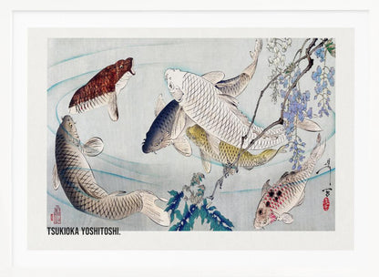 A framed Japanese woodblock print by Tsukioka Yoshitoshi featuring several colorful koi fish swimming in light blue water. A branch with purple wisteria flowers dangles from the top right corner, and the artist's signature is visible. Decor