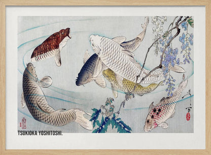 A framed Japanese woodblock print by Tsukioka Yoshitoshi featuring several colorful koi fish swimming in light blue water. A branch with purple wisteria flowers dangles from the top right corner, and the artist's signature is visible. Decor
