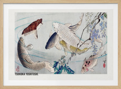 A framed Japanese woodblock print by Tsukioka Yoshitoshi featuring several colorful koi fish swimming in light blue water. A branch with purple wisteria flowers dangles from the top right corner, and the artist's signature is visible. Decor