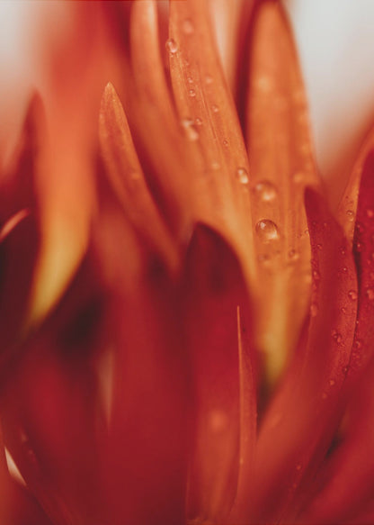 A close-up, macro photograph of vibrant red and orange flower petals covered in tiny water droplets. The image has a shallow depth of field, with some petals in sharp focus while others are softly blurred in the foreground and background, creating an abstract and textured look. Artwork
