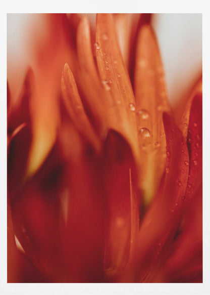 A close-up, macro photograph of vibrant red and orange flower petals covered in tiny water droplets. The image has a shallow depth of field, with some petals in sharp focus while others are softly blurred in the foreground and background, creating an abstract and textured look. Artwork