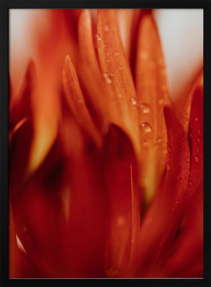 A close-up, macro photograph of vibrant red and orange flower petals covered in tiny water droplets. The image has a shallow depth of field, with some petals in sharp focus while others are softly blurred in the foreground and background, creating an abstract and textured look. Artwork