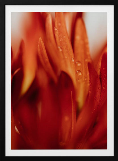 A close-up, macro photograph of vibrant red and orange flower petals covered in tiny water droplets. The image has a shallow depth of field, with some petals in sharp focus while others are softly blurred in the foreground and background, creating an abstract and textured look. Artwork