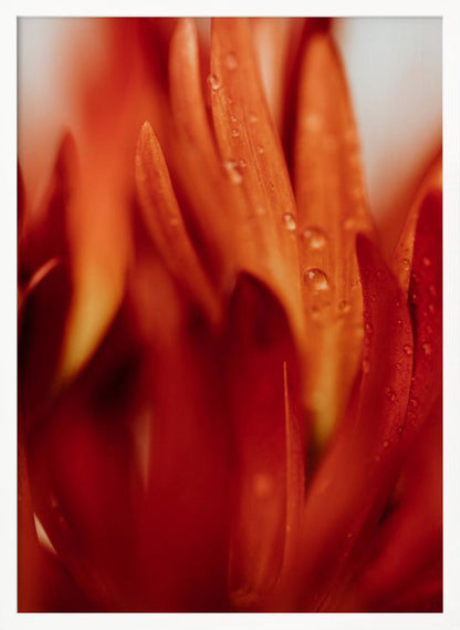 A close-up, macro photograph of vibrant red and orange flower petals covered in tiny water droplets. The image has a shallow depth of field, with some petals in sharp focus while others are softly blurred in the foreground and background, creating an abstract and textured look. Artwork