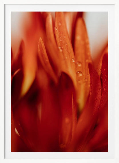 A close-up, macro photograph of vibrant red and orange flower petals covered in tiny water droplets. The image has a shallow depth of field, with some petals in sharp focus while others are softly blurred in the foreground and background, creating an abstract and textured look. Artwork