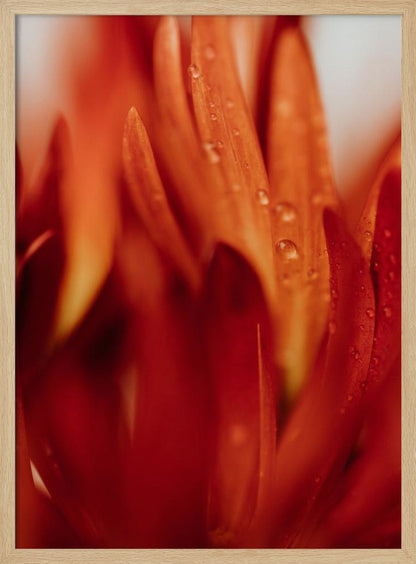 A close-up, macro photograph of vibrant red and orange flower petals covered in tiny water droplets. The image has a shallow depth of field, with some petals in sharp focus while others are softly blurred in the foreground and background, creating an abstract and textured look. Artwork