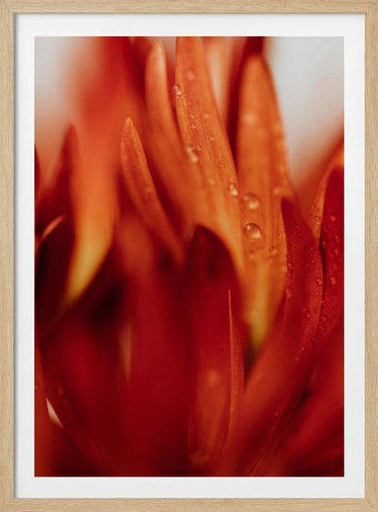 A close-up, macro photograph of vibrant red and orange flower petals covered in tiny water droplets. The image has a shallow depth of field, with some petals in sharp focus while others are softly blurred in the foreground and background, creating an abstract and textured look. Artwork