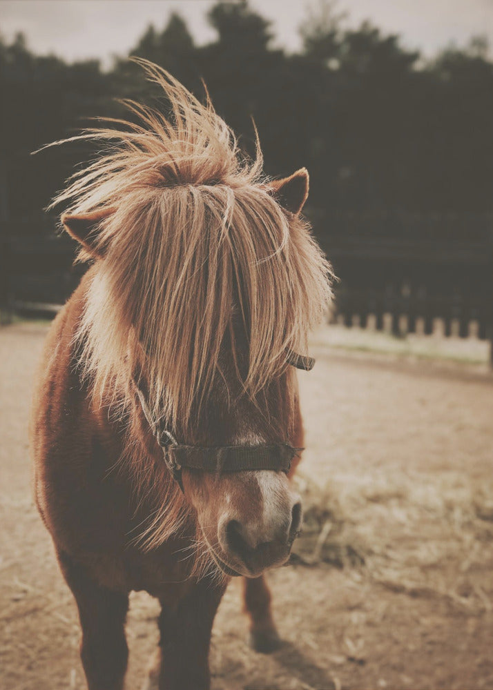 A close-up, portrait photograph of a brown pony with a long, shaggy, light-brown mane covering its eyes. The photo has a warm, sepia tone and the pony is standing in a dirt paddock with a blurry background of dark trees. Artwork