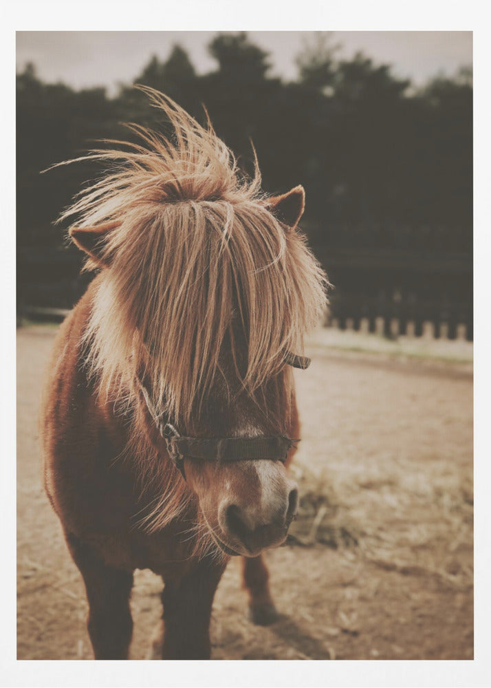 A close-up, portrait photograph of a brown pony with a long, shaggy, light-brown mane covering its eyes. The photo has a warm, sepia tone and the pony is standing in a dirt paddock with a blurry background of dark trees. Artwork