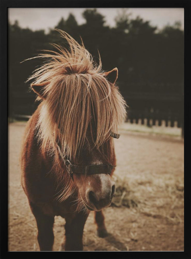 A close-up, portrait photograph of a brown pony with a long, shaggy, light-brown mane covering its eyes. The photo has a warm, sepia tone and the pony is standing in a dirt paddock with a blurry background of dark trees. Artwork