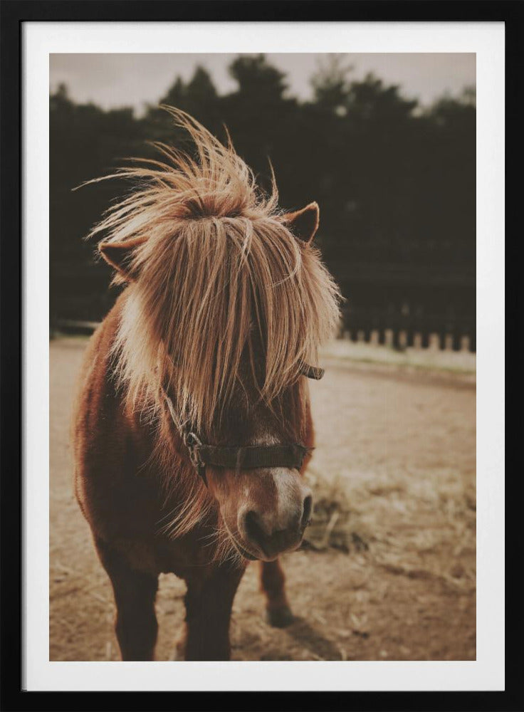 A close-up, portrait photograph of a brown pony with a long, shaggy, light-brown mane covering its eyes. The photo has a warm, sepia tone and the pony is standing in a dirt paddock with a blurry background of dark trees. Artwork