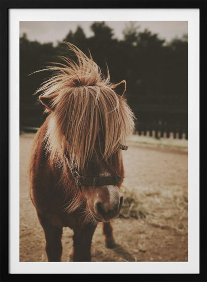 A close-up, portrait photograph of a brown pony with a long, shaggy, light-brown mane covering its eyes. The photo has a warm, sepia tone and the pony is standing in a dirt paddock with a blurry background of dark trees. Artwork