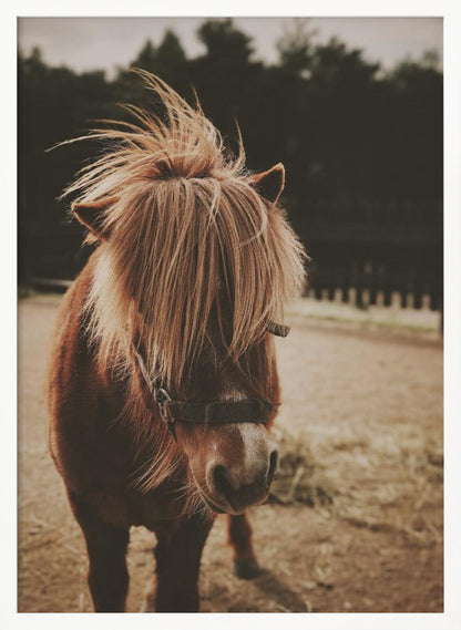 A close-up, portrait photograph of a brown pony with a long, shaggy, light-brown mane covering its eyes. The photo has a warm, sepia tone and the pony is standing in a dirt paddock with a blurry background of dark trees. Artwork