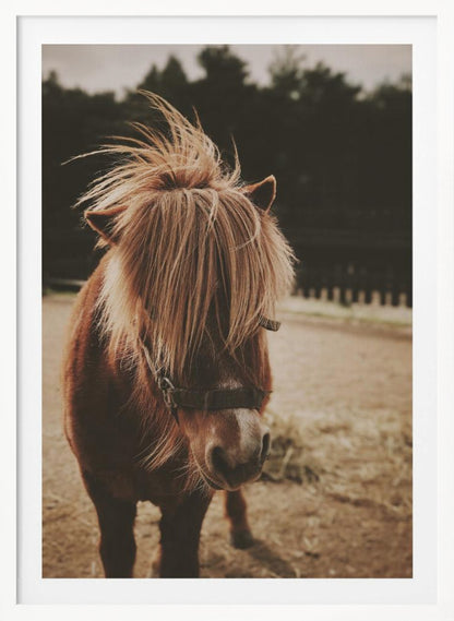 A close-up, portrait photograph of a brown pony with a long, shaggy, light-brown mane covering its eyes. The photo has a warm, sepia tone and the pony is standing in a dirt paddock with a blurry background of dark trees. Artwork