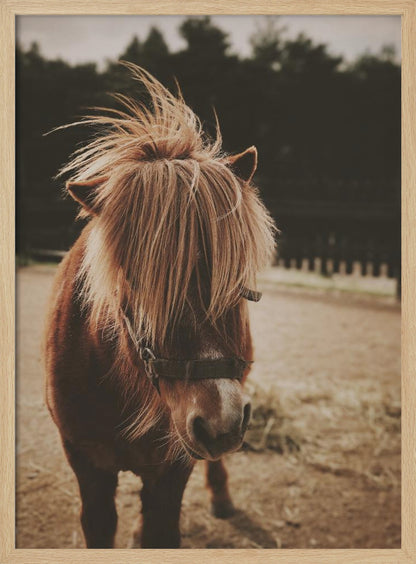 A close-up, portrait photograph of a brown pony with a long, shaggy, light-brown mane covering its eyes. The photo has a warm, sepia tone and the pony is standing in a dirt paddock with a blurry background of dark trees. Artwork