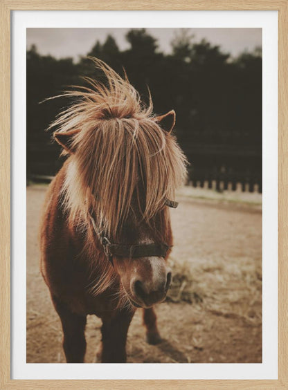 A close-up, portrait photograph of a brown pony with a long, shaggy, light-brown mane covering its eyes. The photo has a warm, sepia tone and the pony is standing in a dirt paddock with a blurry background of dark trees. Artwork