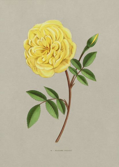 A vintage botanical illustration of a single yellow rose, labeled 'Madame Falcot'. The vibrant, fully bloomed yellow flower is shown on a brown stem with green leaves and a small bud, set against a neutral gray-beige background and enclosed in a simple black frame. Artwork
