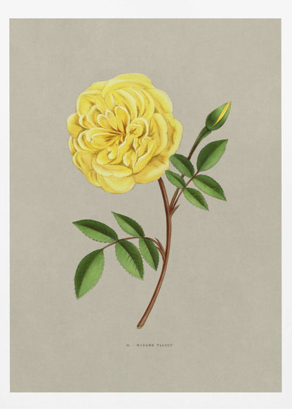 A vintage botanical illustration of a single yellow rose, labeled 'Madame Falcot'. The vibrant, fully bloomed yellow flower is shown on a brown stem with green leaves and a small bud, set against a neutral gray-beige background and enclosed in a simple black frame. Artwork