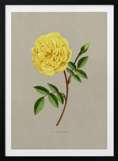 A vintage botanical illustration of a single yellow rose, labeled 'Madame Falcot'. The vibrant, fully bloomed yellow flower is shown on a brown stem with green leaves and a small bud, set against a neutral gray-beige background and enclosed in a simple black frame. Artwork